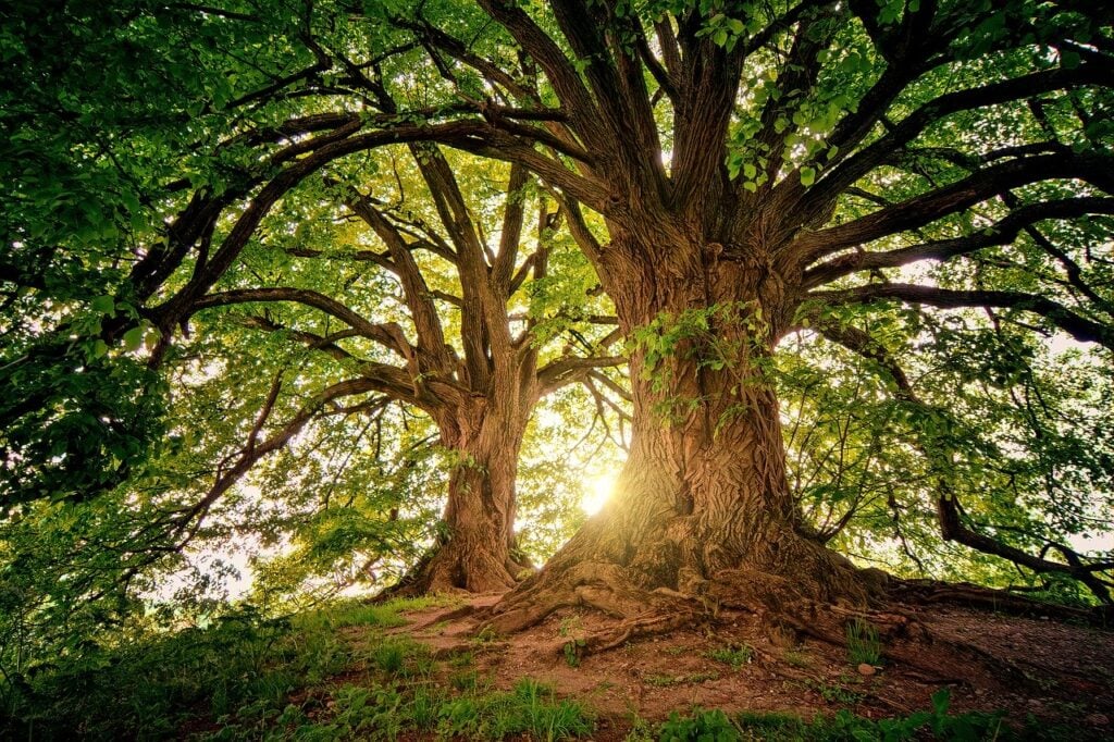 Dia da Árvore: astur destaca roteiro para conhecer a imponência da  floresta