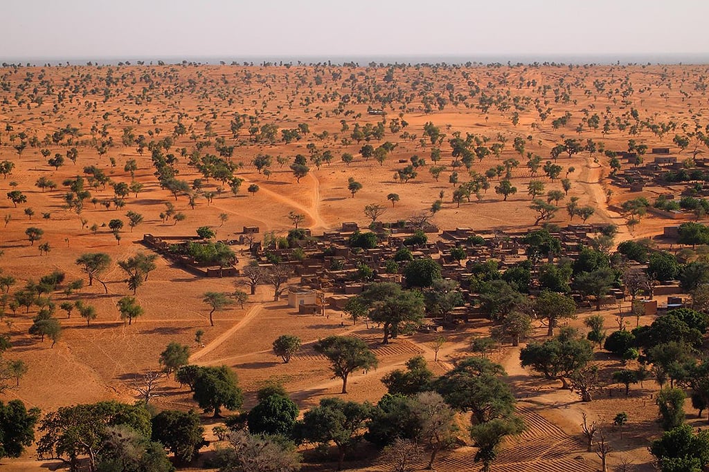 Cientistas descobrem floresta no meio do deserto do Saara | CicloVivo