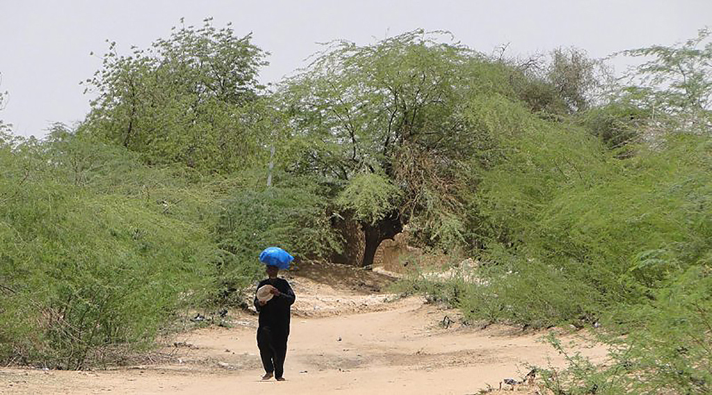 Cientistas descobrem floresta no meio do deserto do Saara | CicloVivo
