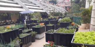 Horta AgroFavela-ReFazenda