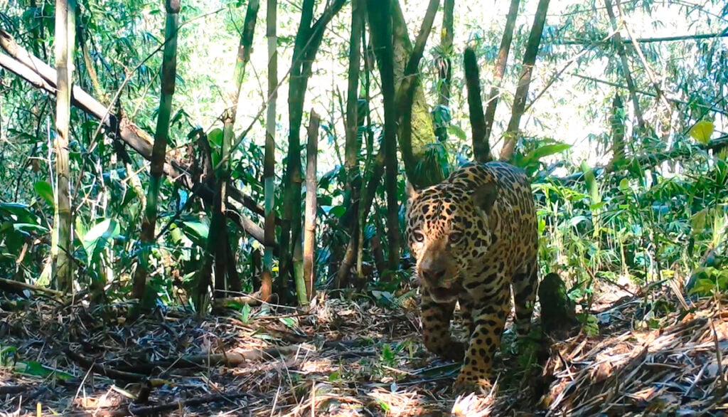 Grandes Mamíferos da Serra do Mar