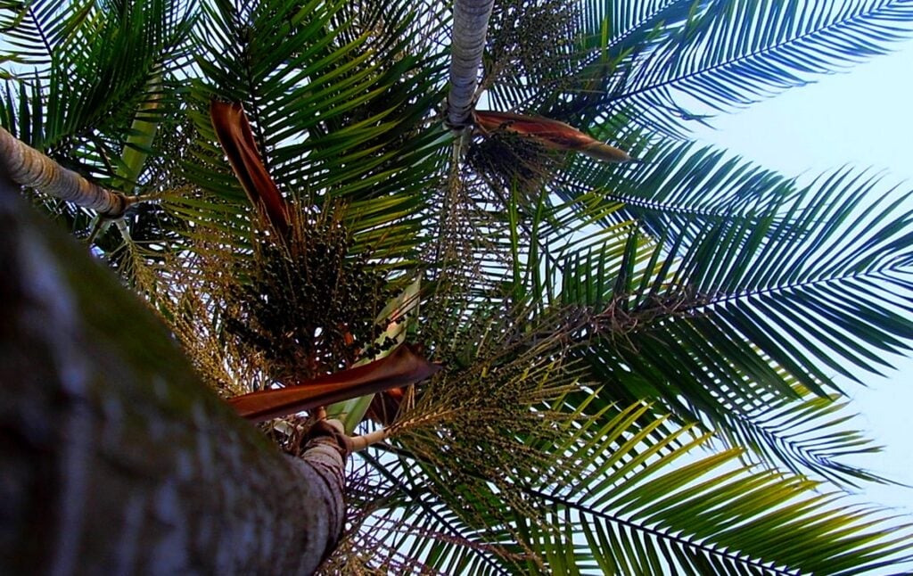 palmeira açaí