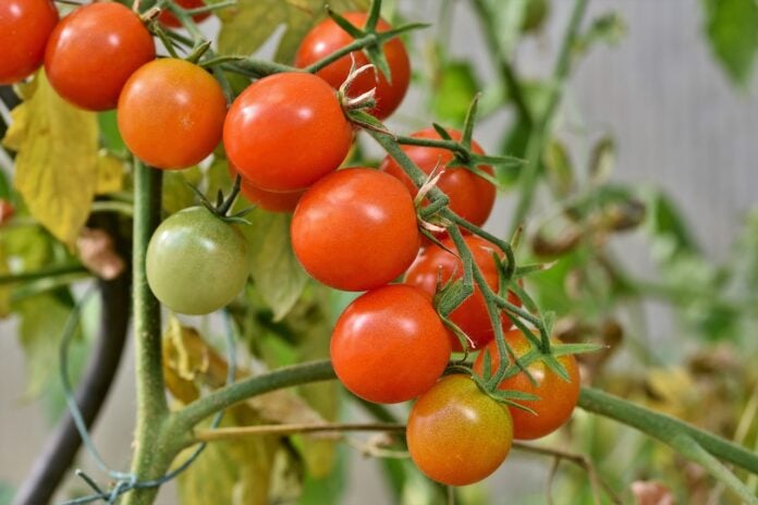 plantar tomate