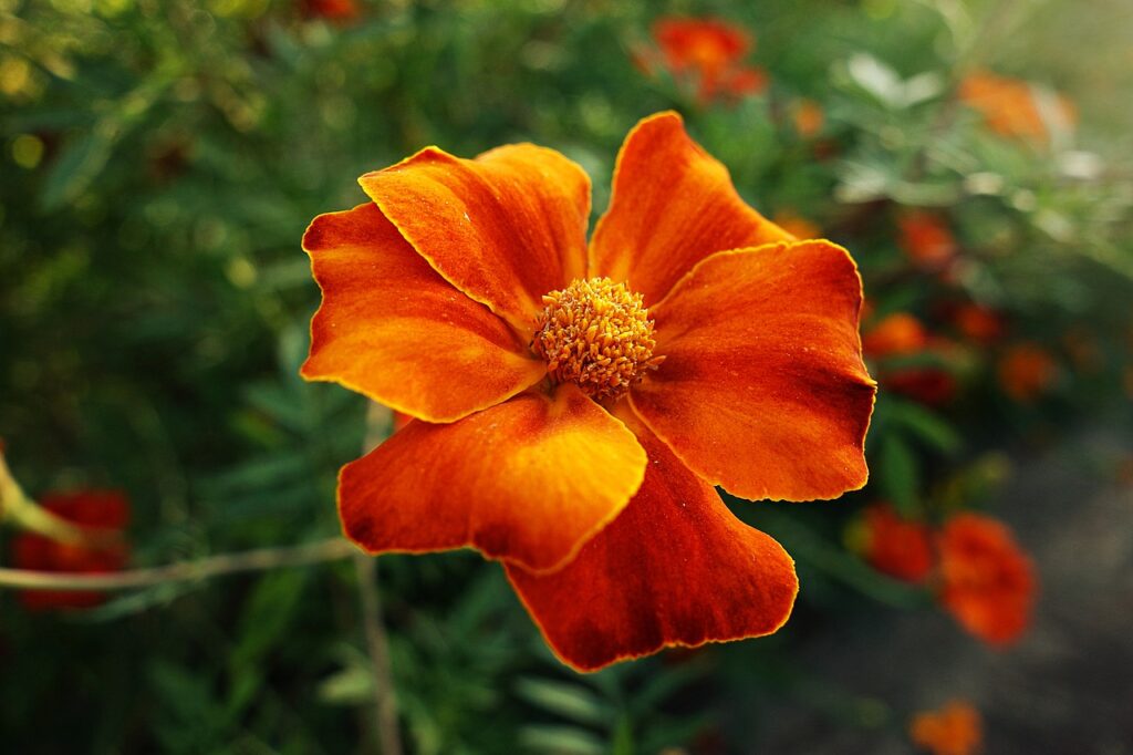 flor verão
