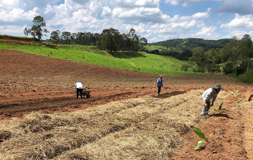 agrofloresta