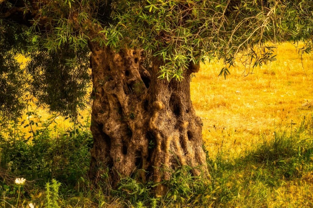 adoção oliveiras espanha