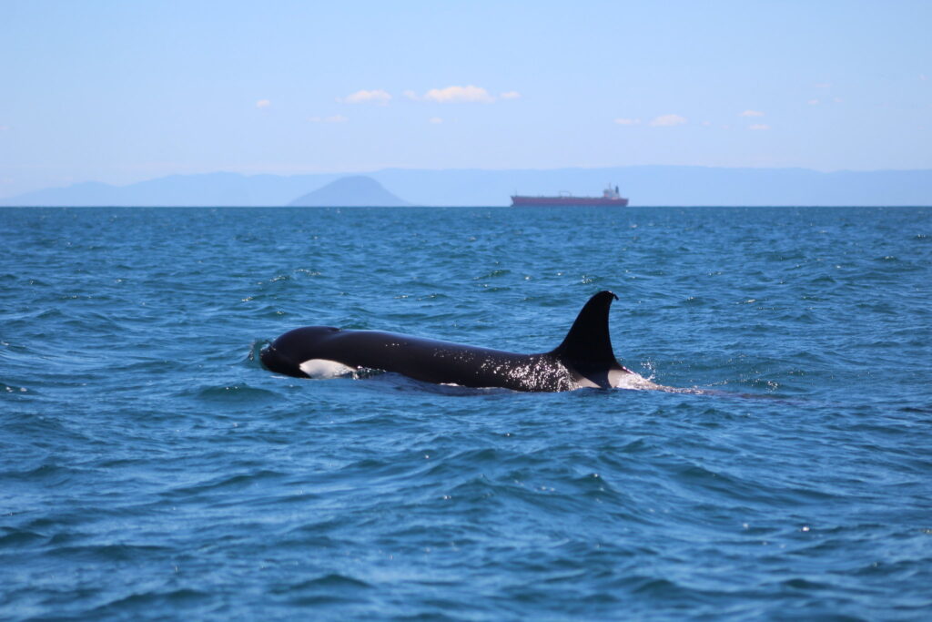 Orcas em Ilhabela