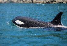 Orcas em Ilhabela (SP)