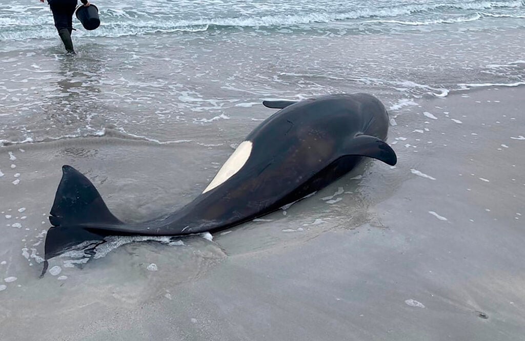 resgate orca encalhada