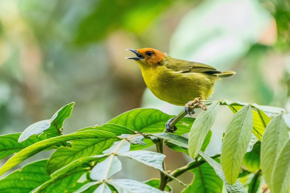 Ouvir canto de pássaros melhora sensação de bem-estar - CicloVivo
