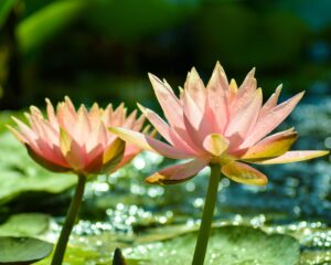 plantas