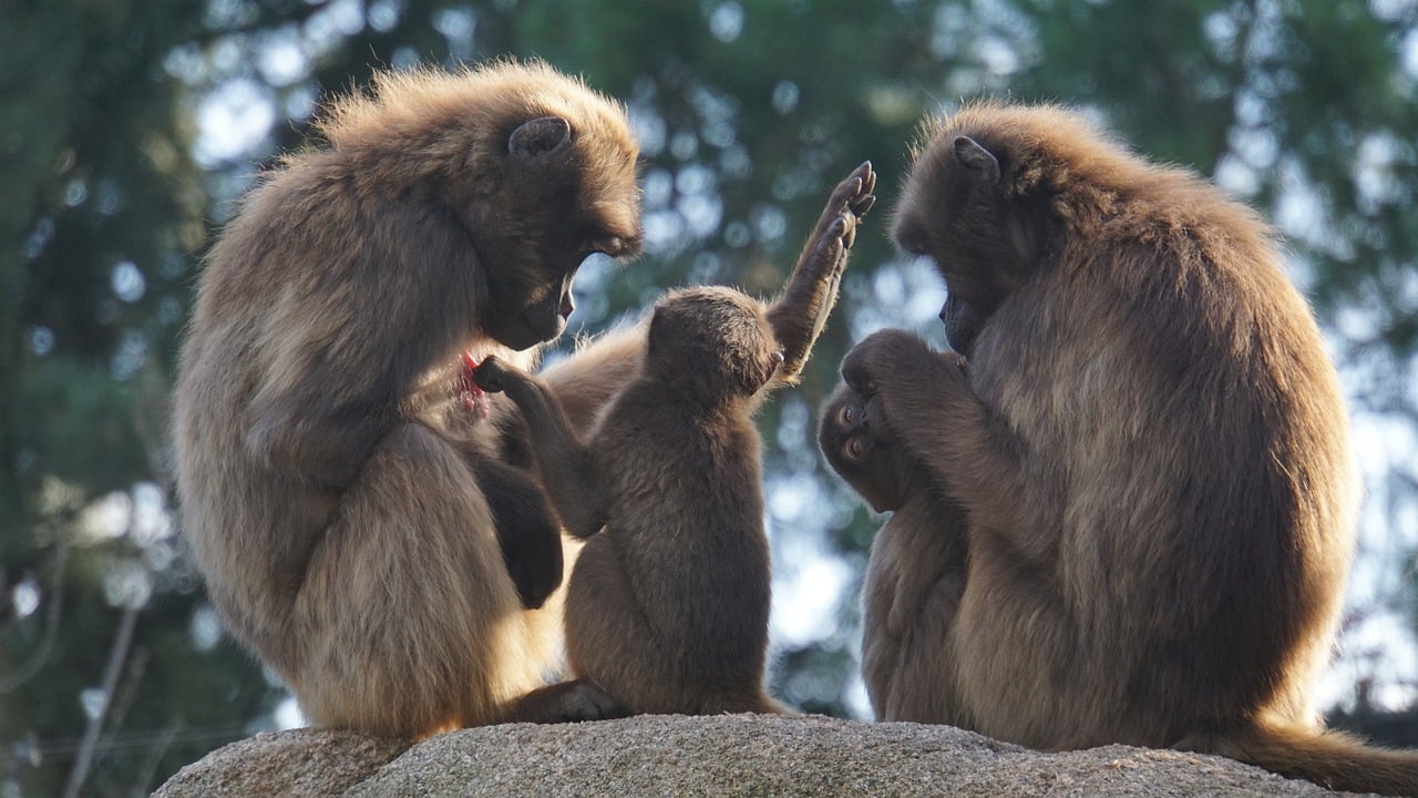 biodiversidade macacos