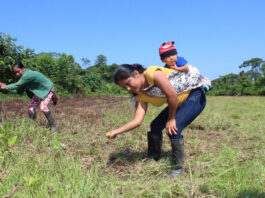 mulheres plantio amazônia