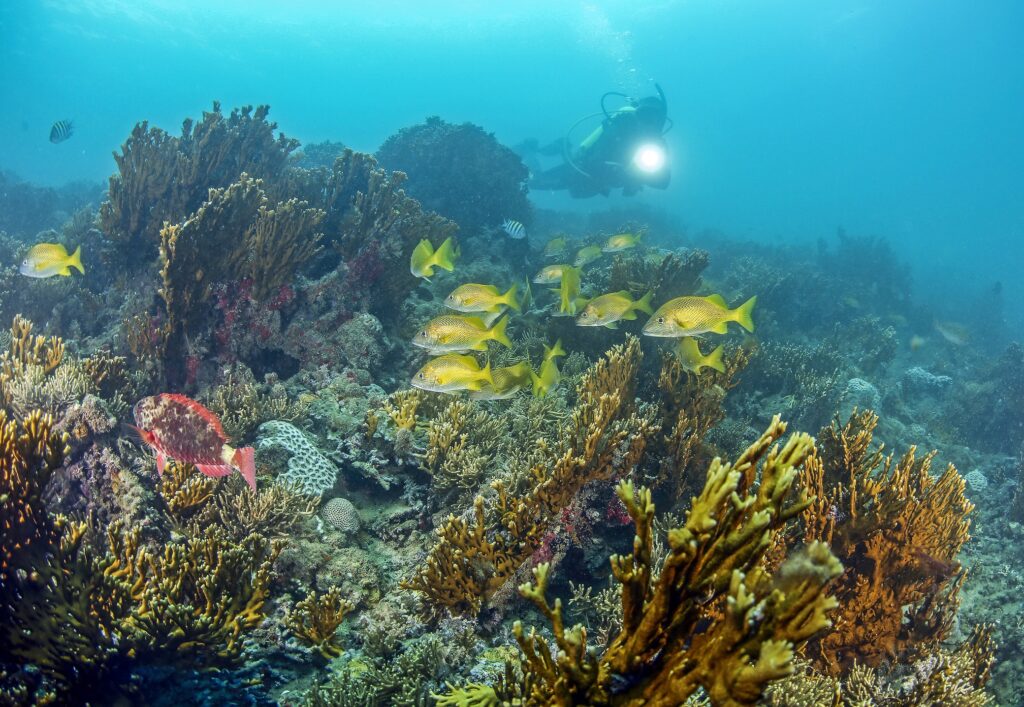 corais de proveta