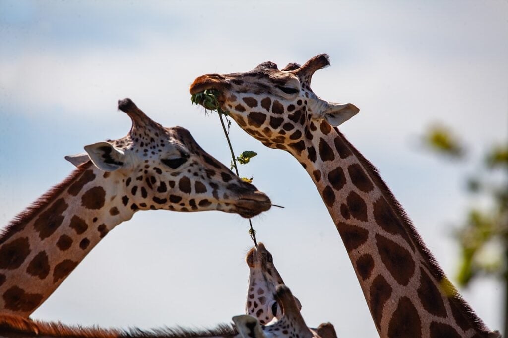girafas fêmeas amizade