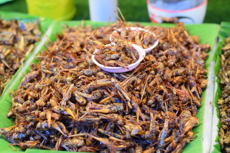 insetos comestíveis alimento