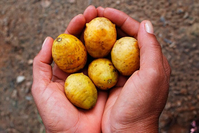 13 Frutas Da Caatinga E Do Cerrado Que Precisamos Conhecer Ciclovivo 0976