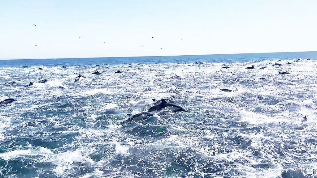 golfinhos califórnia