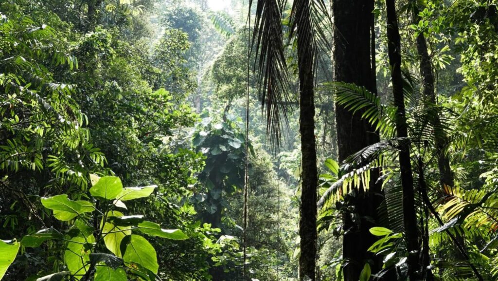 florestas tropicais espécies desconhecidas