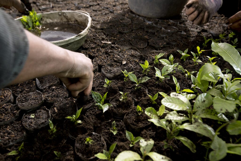 agricultura regenerativa