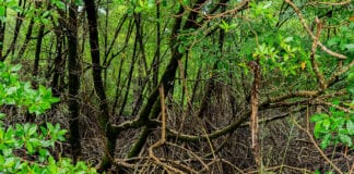 manguezais Amazônia