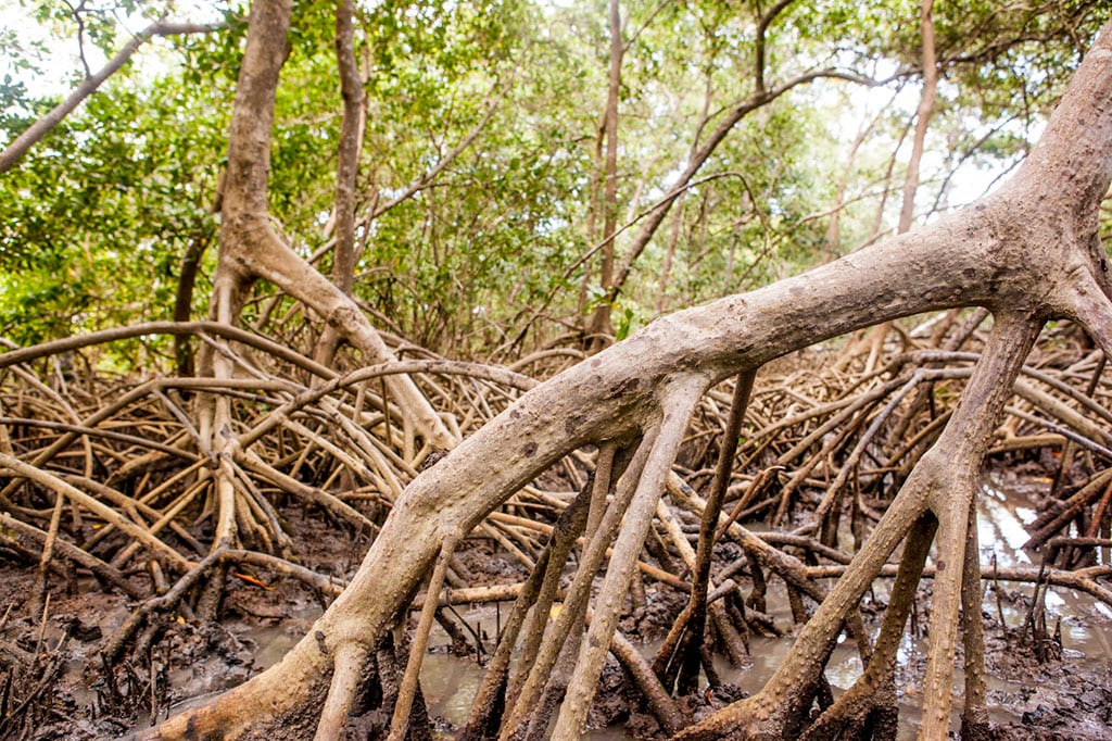 manguezais Amazônia