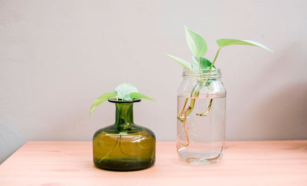 8 plantas que você pode cultivar na água - CicloVivo