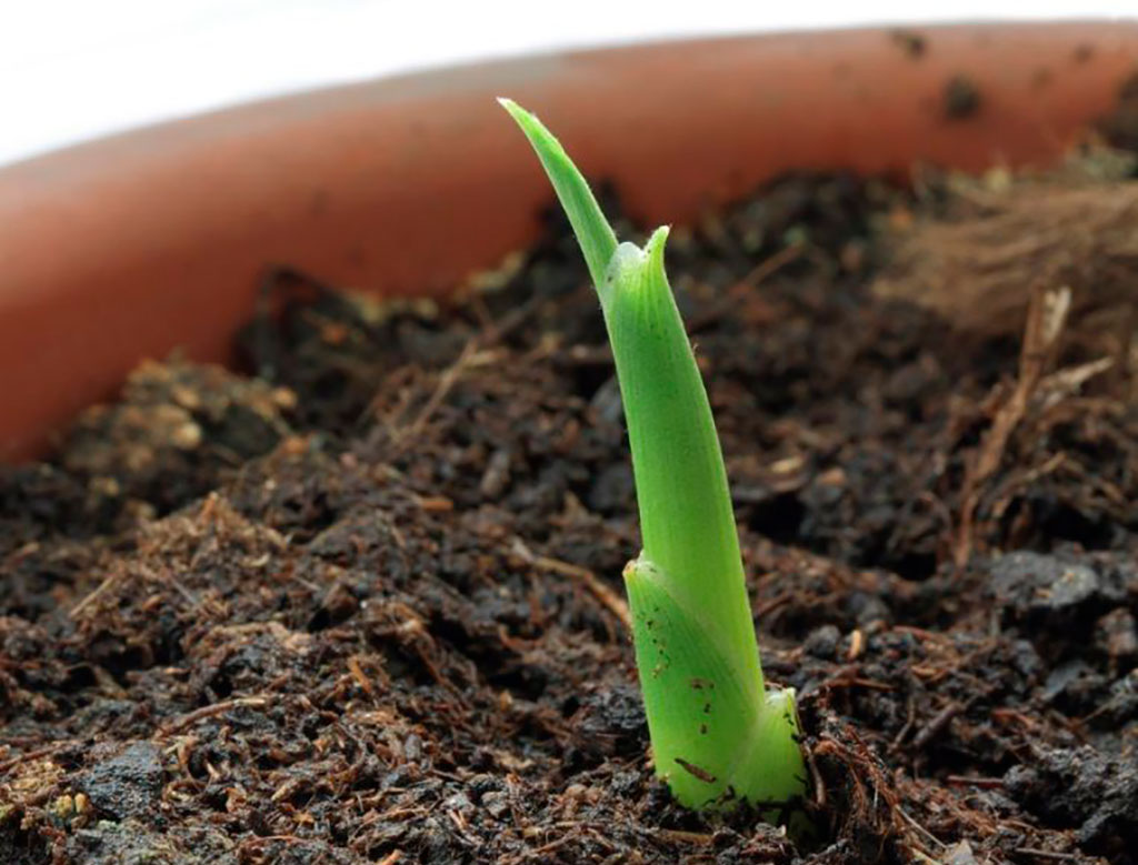 Aprenda a plantar e cultivar gengibre em vaso