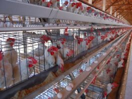 União Europeia aprova fim da criação industrial de animais em gaiolas até 2027