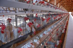 União Europeia aprova fim da criação industrial de animais em gaiolas até 2027