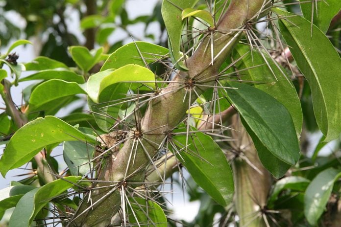 Como plantar ora-pro-nóbis? - CicloVivo