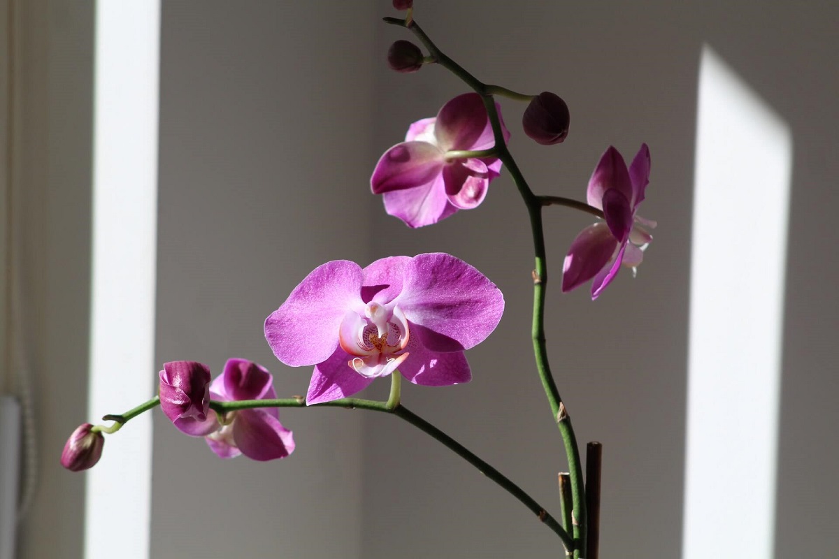 Como cuidar de orquídea em apartamento? - CicloVivo
