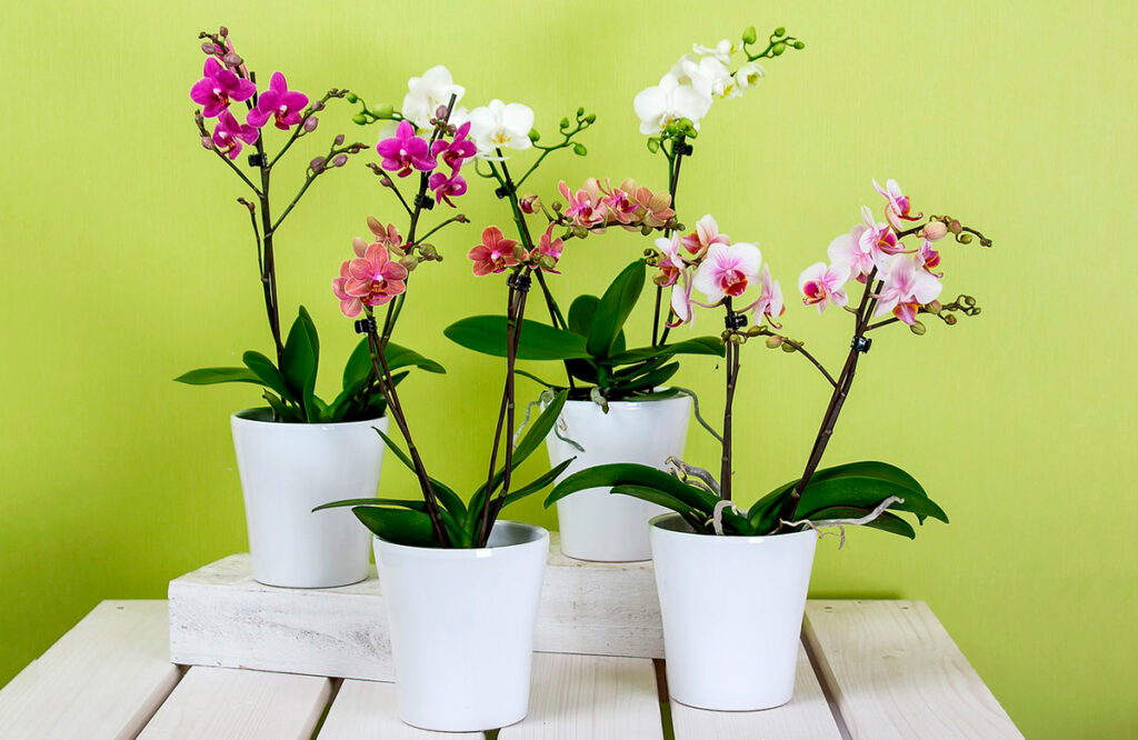 orquídea apartamento