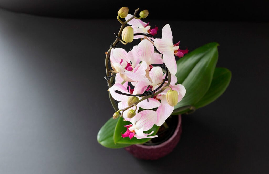 orquídeas apartamento