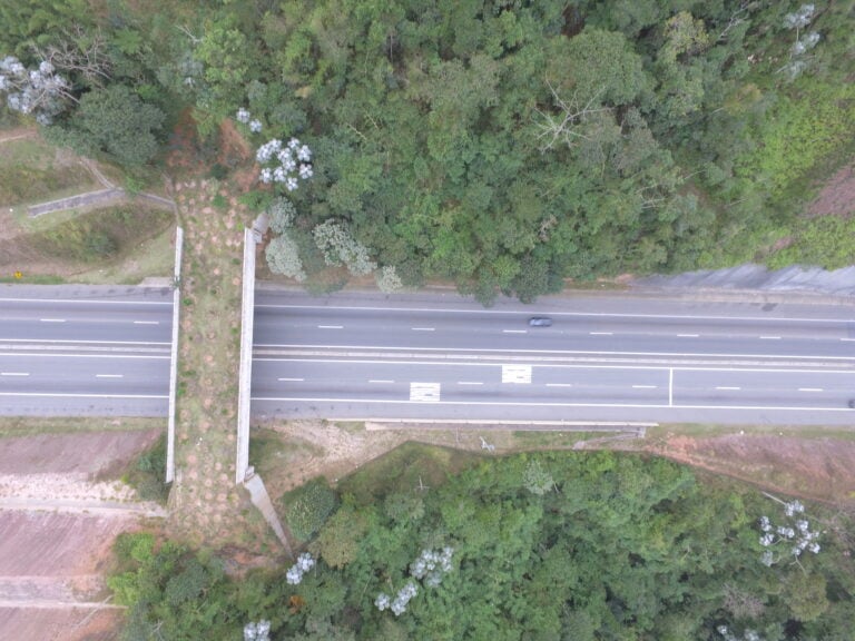 Rodovia em São Paulo ganha ponte verde para travessia de animais silvestres