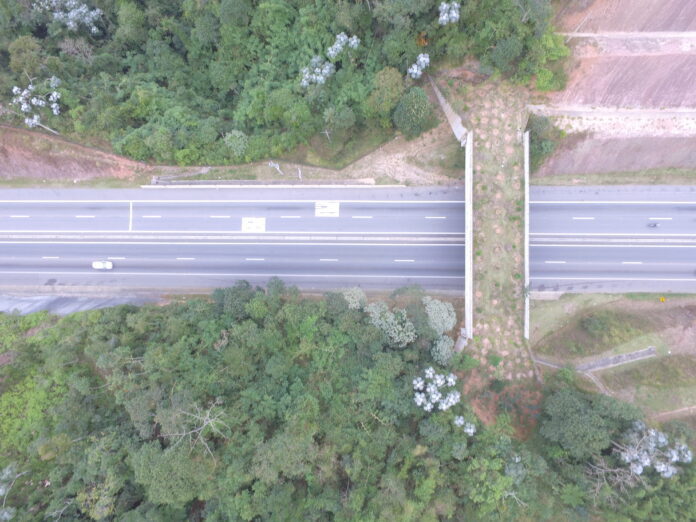 Rodovia em São Paulo ganha ponte verde para travessia de animais silvestres
