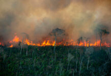 fogo Amazônia