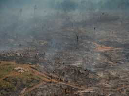 queimadas fogo amazônia