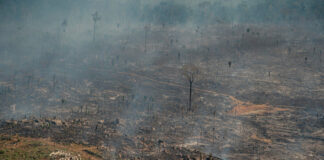 queimadas fogo amazônia