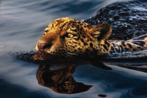 pantanal