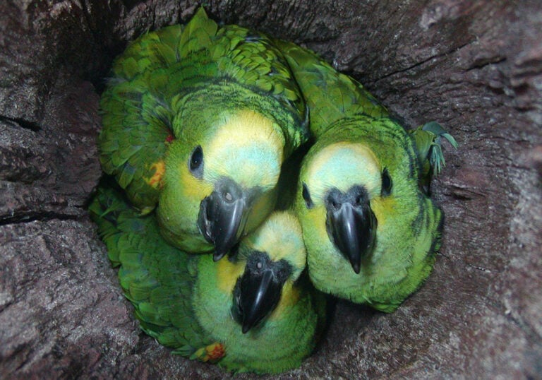 papagaios ninhos