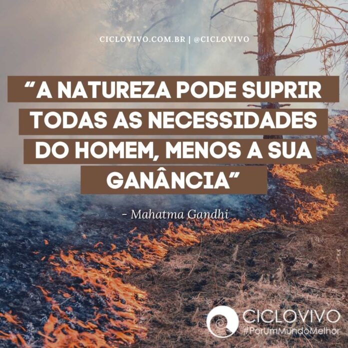 10 frases sobre meio ambiente e natureza | CicloVivo
