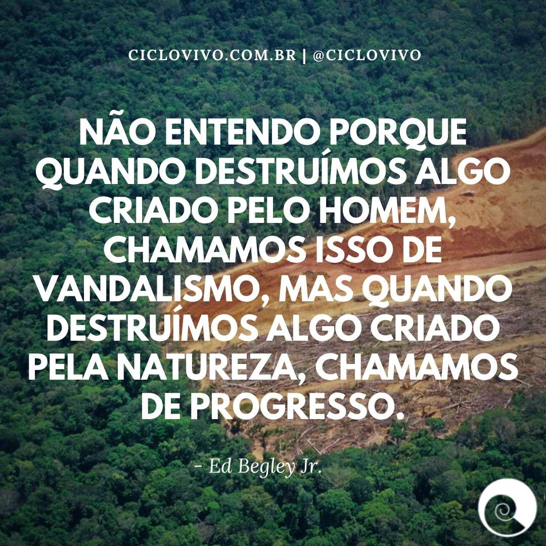 10 frases sobre meio ambiente e natureza | CicloVivo