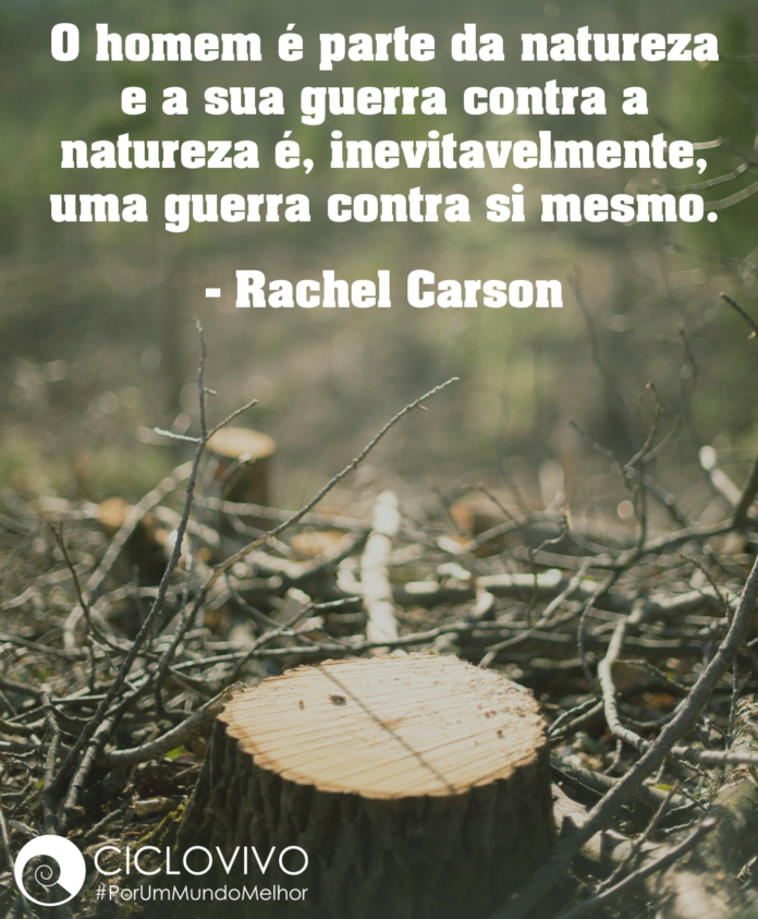 10 frases sobre meio ambiente e natureza | CicloVivo