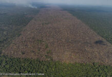 desmatamento brasil