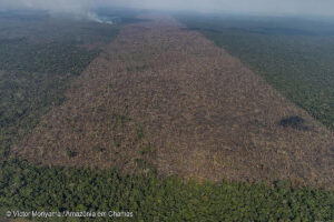 desmatamento brasil