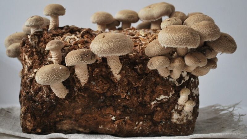 produção de cogumelos