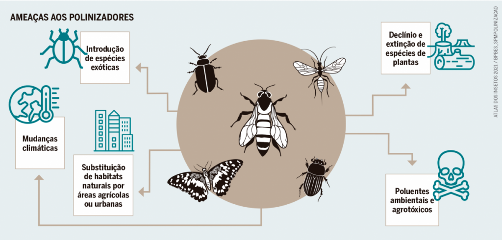 40% das espécies de insetos podem desaparecer nas próximas décadas