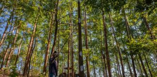 Cultivo de árvores nativas gera retorno ao investimento de até 28 ao ano - Projeto Instituto Ipê - Foto André Cherri