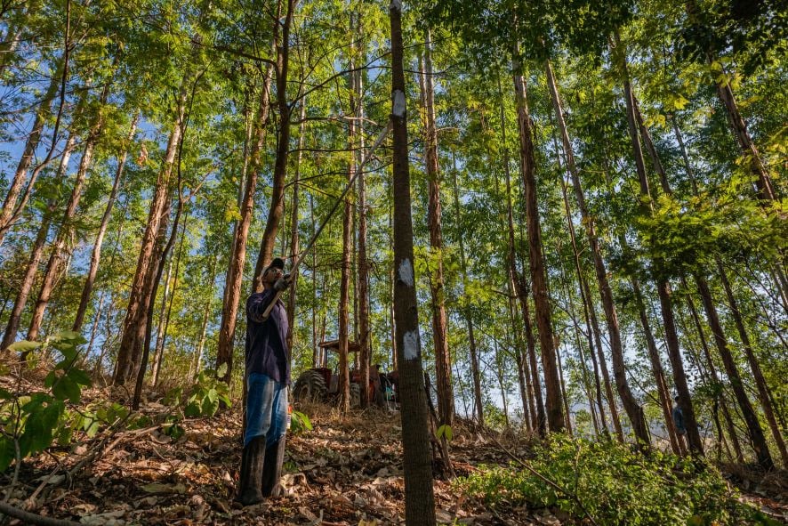Cultivo de árvores nativas gera retorno ao investimento de até 28 ao ano - Projeto Instituto Ipê - Foto André Cherri